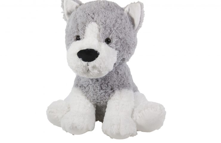Husky Puppy